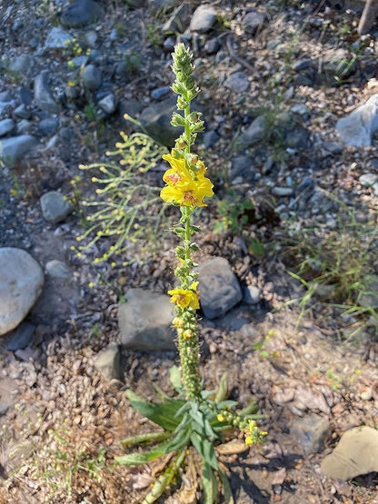 Plant Good Seed Wand Mullein Seeds - Pack of 250, Heirloom Seeds for Planting Herbs, Flowers - Gardening Supplies, Wildflower, Herb Garden, Flower Seeds to Plant Outside - from USA