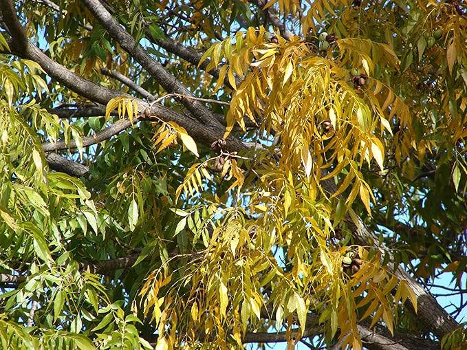 TomorrowSeeds - Pecan Tree Seeds - 6+ Count - For 2026 Planting Carya Illinoensis Illinois Nut Pecans Buttery Edible Texas American Hickory Native Perennial Trees Grow Your Own Home Farm Patio Healthy