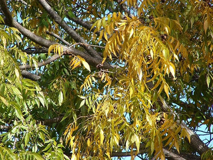 TomorrowSeeds - Pecan Tree Seeds - 6+ Count - For 2026 Planting Carya Illinoensis Illinois Nut Pecans Buttery Edible Texas American Hickory Native Perennial Trees Grow Your Own Home Farm Patio Healthy