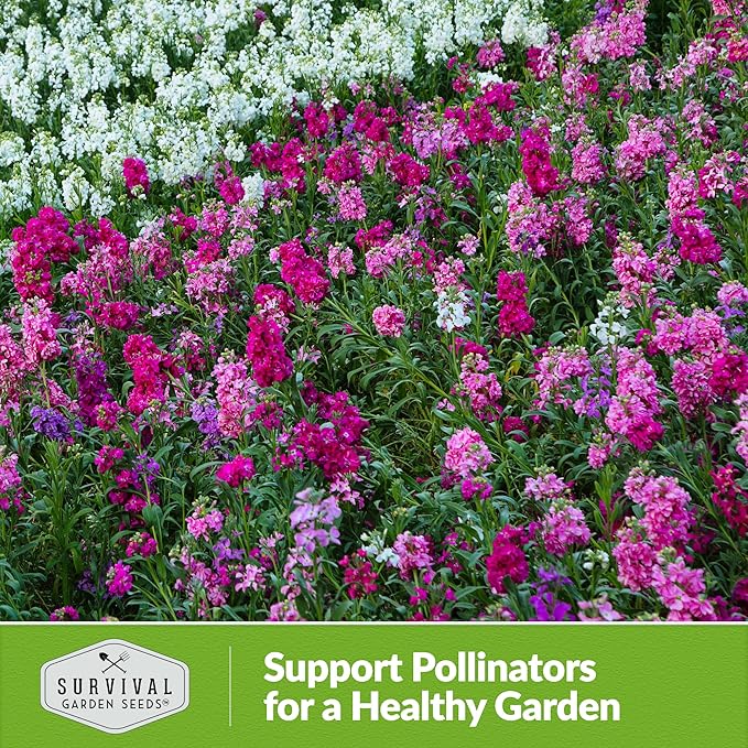 Hoary Stock Seed for Planting - 1 Packet with Instructions to Plant and Grow Vintage Harmony Stock (Matthiola incana) in Your Home Flower Garden - Non-GMO Heirloom Variety - Survival Garden Seeds