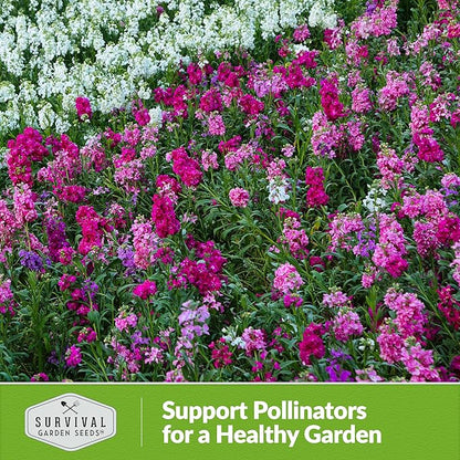 Hoary Stock Seed for Planting - 1 Packet with Instructions to Plant and Grow Vintage Harmony Stock (Matthiola incana) in Your Home Flower Garden - Non-GMO Heirloom Variety - Survival Garden Seeds