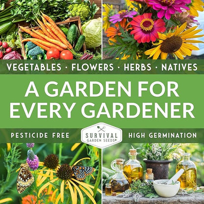 Advanced Medicinal Herb Seeds Collection – Variety Pack for Planting with Mullein, St John’s Wort, Valerian, Mugwort – Heirloom Apothecary Herbalist Seed Bundle - Survival Garden Seeds
