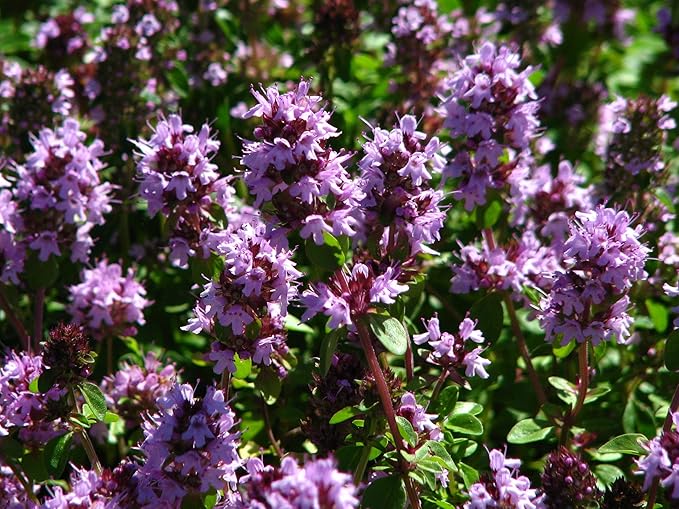 Seeds Common English Thyme Herbs for Planting Non GMO 500 Seeds