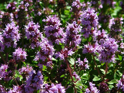 Seeds Common English Thyme Herbs for Planting Non GMO 500 Seeds