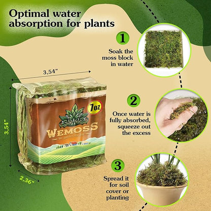 Natural Moss for Plants Indoor, Dried Moss for Potted Plants, Orchid Moss for Repotting, Forest Moss for Orchid Potting Mix, Decorative Moss Filler for Planters and Craft Moss (7oz)