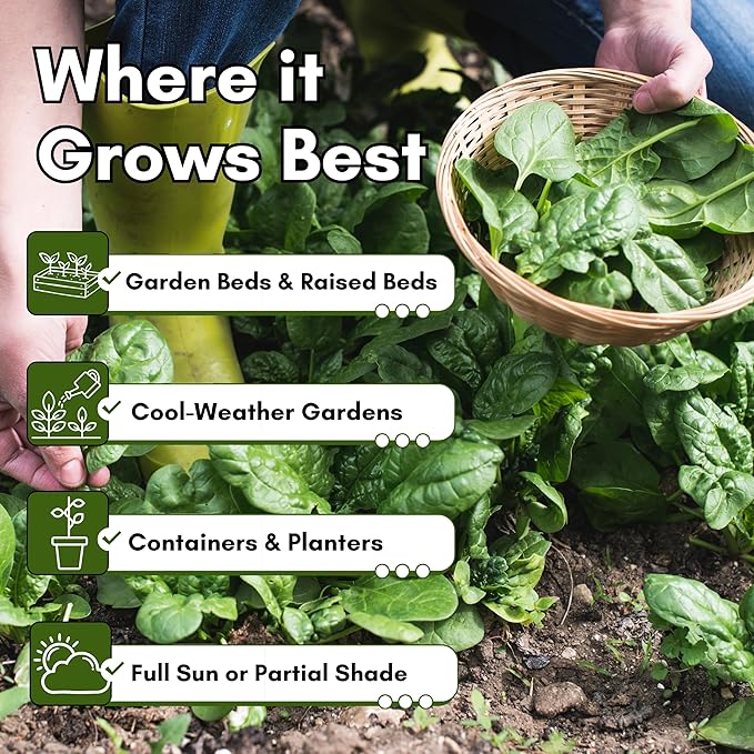 Bloomsdale Long Standing Spinach Seeds for Planting – Heirloom Spinach Seeds for Home Gardens, Tender Baby Spinach Leaves, Cold Hardy Variety for Spring & Fall Growing | Woods Creek Seeds