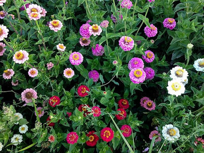 Plant Good Seed Organic Thumbelina Zinnia Seeds - Pack of 200, Heirloom Seeds for Planting Flowers - Gardening Supplies, Wildflower, Herb Garden, Flower Seeds to Plant Outside - from USA