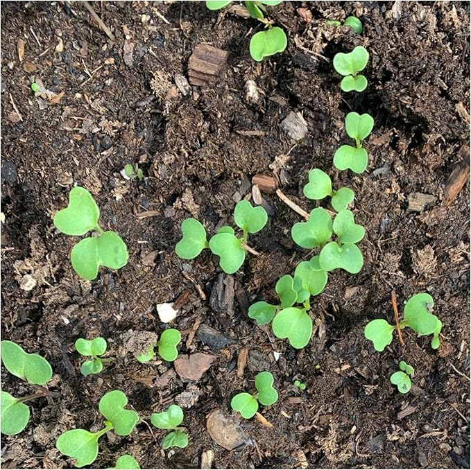 Seed Needs Watercress Seeds for Planting Nasturtium officinale - Non-GMO Heirloom & Untreated - Plant Your own Home Grown Culinary Herb Garden Indoors or Outdoors (2 Packs)