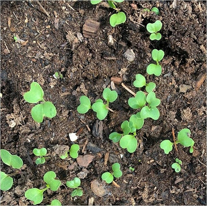 Seed Needs Watercress Seeds for Planting Nasturtium officinale - Non-GMO Heirloom & Untreated - Plant Your own Home Grown Culinary Herb Garden Indoors or Outdoors (2 Packs)