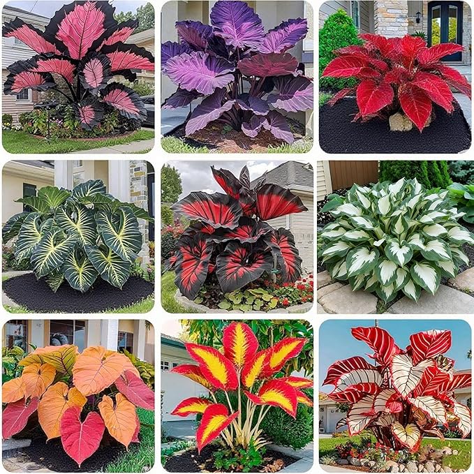 200+ Hosta Seeds for Planting, Mixed Rare Perennial Hosta Seed, Attract Pollinators, Heirloom Non-GMO Hosta Seeds for Bonsai Decoration, Home Garden