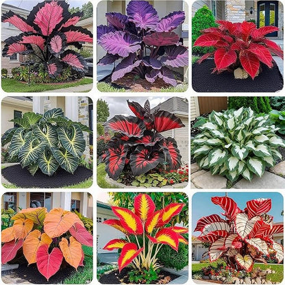 200+ Hosta Seeds for Planting, Mixed Rare Perennial Hosta Seed, Attract Pollinators, Heirloom Non-GMO Hosta Seeds for Bonsai Decoration, Home Garden