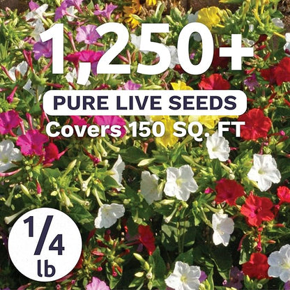 Four O'Clock Mixed Colors Blend - Bulk 1/4 Pound Pouch - 1,250 Flower Seeds for Planting - Mirabilis Jalapa