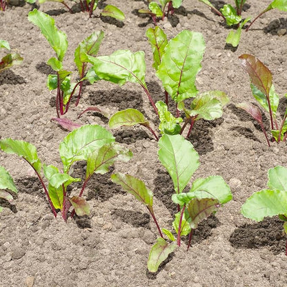 Seed Needs, Golden Detroit Beet Seeds - 250 Heirloom Seeds for Planting Beta vulgaris - Grow an Outdoor Garden Non-GMO & Untreated (2 Packs)