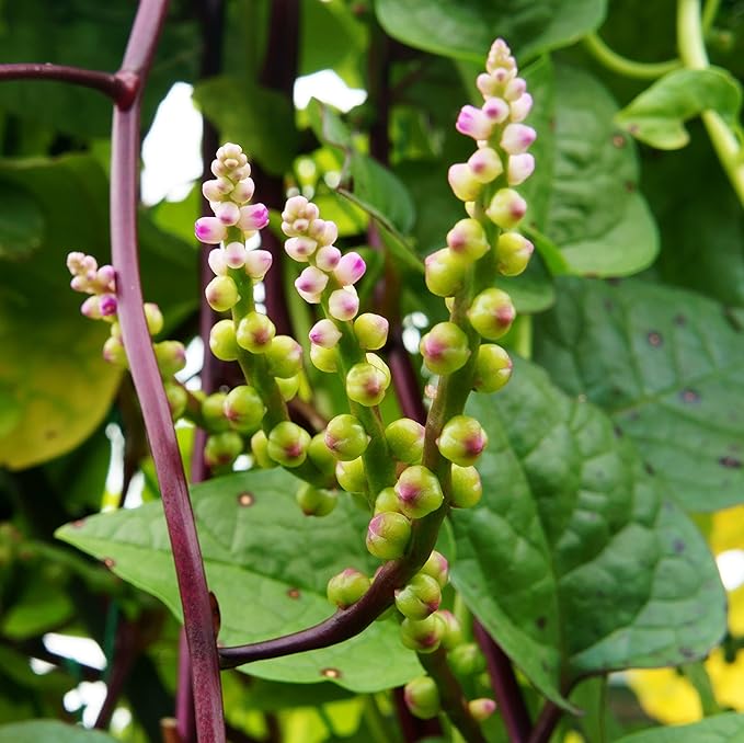 Outsidepride Basella Rubra Malabar Spinach Seeds - 200 Pcs. Perennial, Humid & Heat-Tolerant, Nutrient-Rich Herb Seeds for Planting Edible Vegetables, Ideal for Cooking & Edible Landscaping