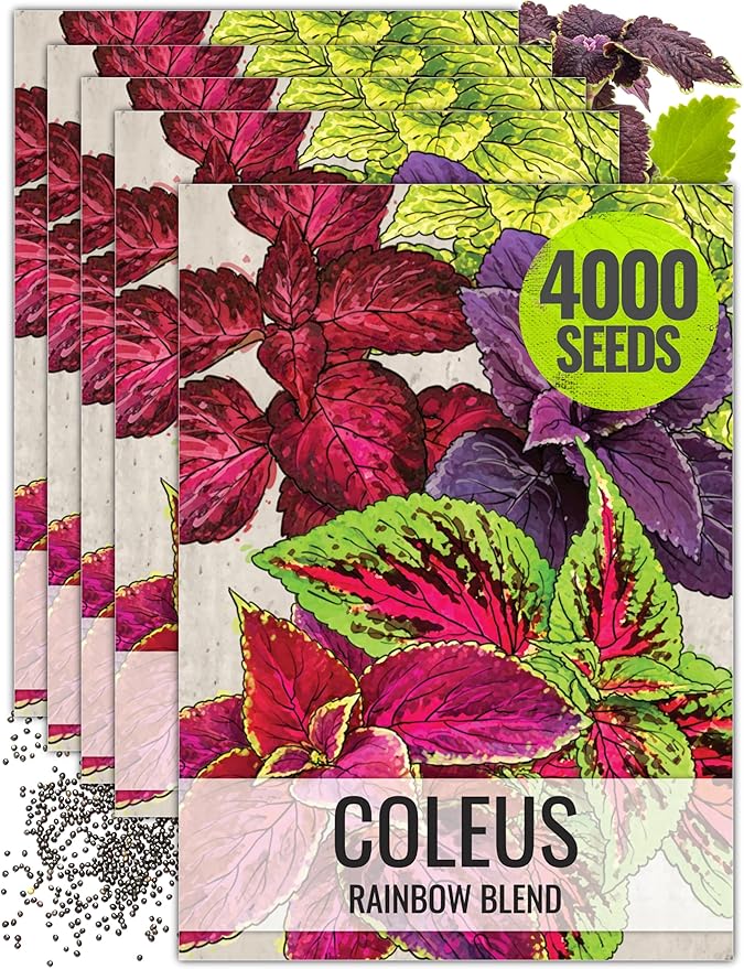 Seed Needs Coleus Seeds for Planting Rainbow Painted Nettle - Heirloom & Open Pollinated Mixed Flower Seed to Grow an Outdoor Butterfly Garden to Attract Pollinators (5 Packs)