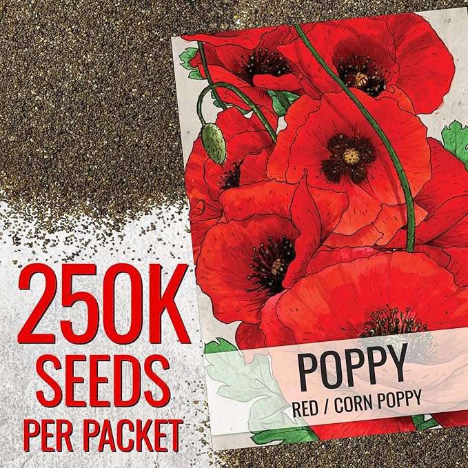 Seed Needs Corn Poppy Seeds for Planting Wildflower Seeds | 1.5 Ounce Papaver Rhoeas Annual Flower Seed Red Blooms | Produces Red Prolific Blooms an American Summer Favorite | Bulk