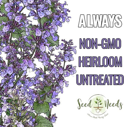 Seed Needs Catmint Seeds for Planting an Indoor/Outdoor Herb Garden - Non-GMO Heirloom & Untreated Herbal Plants - Great for Cats Nepeta mussinii (5 Packs)