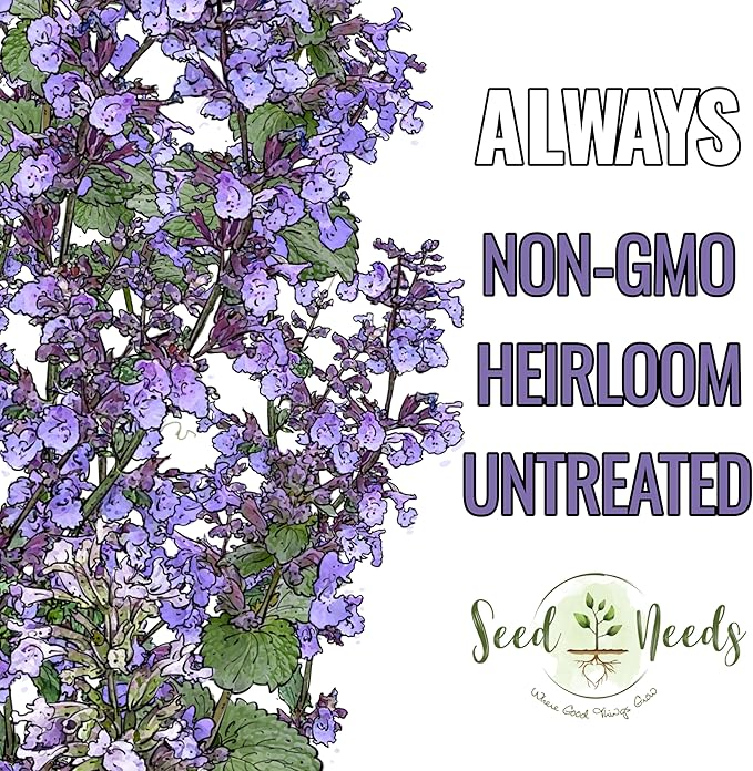 Seed Needs Catmint Seeds for Planting an Indoor/Outdoor Herb Garden - Non-GMO Heirloom & Untreated Herbal Plants - Great for Cats Nepeta mussinii (1 Pack)