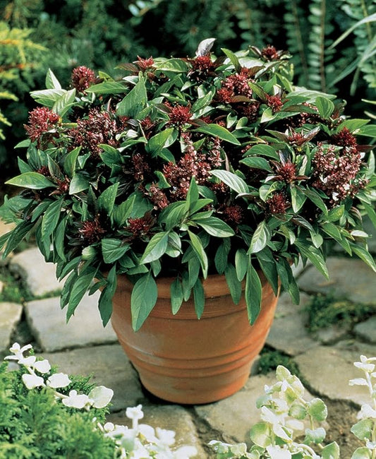Burpee 55830A Siam Queen Basil Seeds
