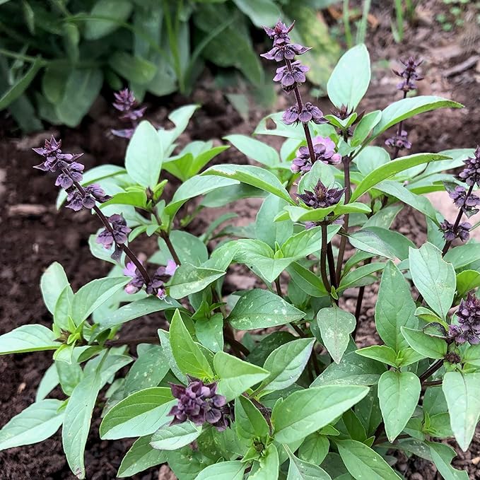 Plant Good Seed Organic Culinary Basil Seeds for Planting: Heirloom Variety Pack, Amethyst, Genovese, Italian Large Leaf, Mrihani, Prospera F1, Thai - 6 Packet Collection