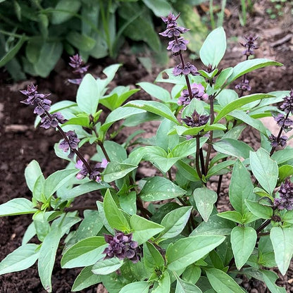 Plant Good Seed Organic Culinary Basil Seeds for Planting: Heirloom Variety Pack, Amethyst, Genovese, Italian Large Leaf, Mrihani, Prospera F1, Thai - 6 Packet Collection