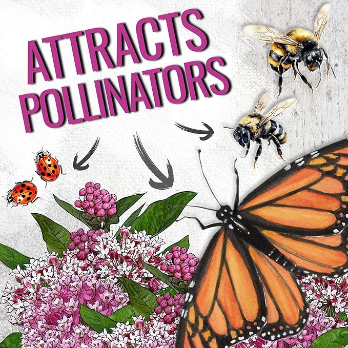 Seed Needs Milkweed Seeds for Planting Pink Swamp Asclepias incarnata - Heirloom & Untreated Perennial Flower Seed to Plant a Monarch Butterfly Garden (10 Packs)