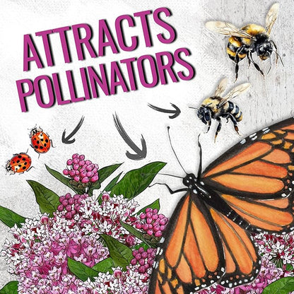Seed Needs Milkweed Seeds for Planting Pink Swamp Asclepias incarnata - Heirloom & Untreated Perennial Flower Seed to Plant a Monarch Butterfly Garden (10 Packs)