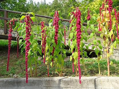 Seeds Love-Lies-Bleeding - Red Amaranth - Annual Flowers for Planting - GMO Free