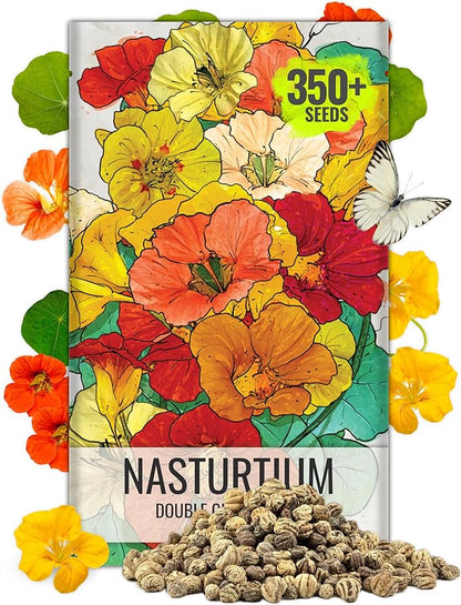 Seed Needs Flower Seeds Nasturtium Double Gleam Seed Edible Multicolor Blooms | 350+ Heirloom Seeds Tropaeolum Majus Untreated Bulk Flower Seed | 1.5 Ounce Resealable Pouch