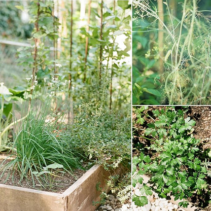 Sereniseed Certified Organic Herb Seeds (20-Pack) – Non GMO, Heirloom – Seed Starting Video