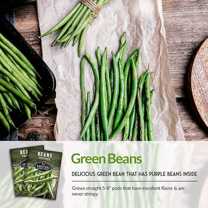 Survival Garden Seeds - Provider Bush Bean Seed for Planting - 2 Packs with Instructions to Plant and Grow Stringless Green Beans in Your Home Vegetable Garden - Non-GMO Heirloom Variety