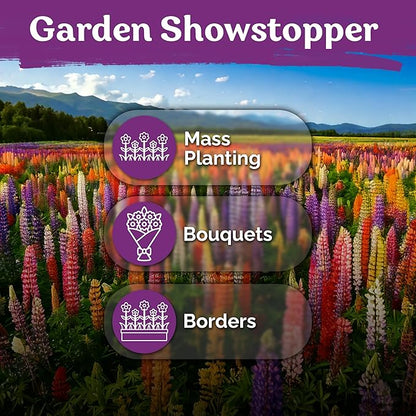 KVITER 250 Mix Russell Lupine Seeds Perennial (Lupinus polyphyllus) - Heirloom & Non GMO Lupine Seed Packets, Pollinator Friendly Wildflowers Mix - Flower Seeds for Planting in Garden, Beds & Meadows