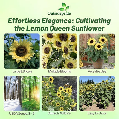 Outsidepride Lemon Queen Sunflower Seeds for Planting - 1 Lb. Annual, Easy to Grow Flower Seeds w/Vibrant, Abundant Blooms for Cut Flower Arrangements & Pollinator & Vegetable Gardens