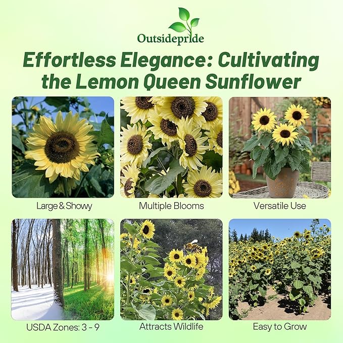 Outsidepride Lemon Queen Sunflower Seeds for Planting - 5 Lbs. Annual, Easy to Grow Flower Seeds w/Vibrant, Abundant Blooms for Cut Flower Arrangements & Pollinator & Vegetable Gardens