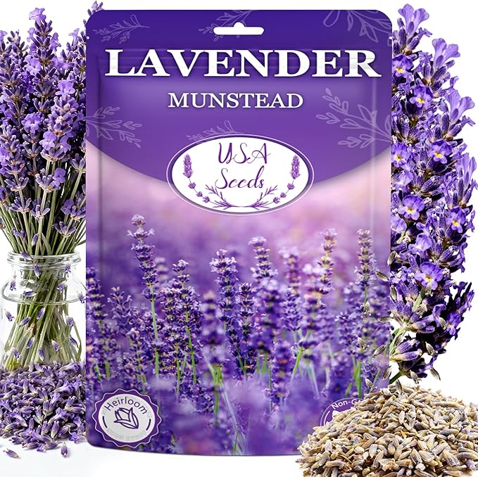 12000+ Perennial Lavender Seeds for Planting - Lavender Munstead Seed Non-GMO Heirloom Seeds Indoor or Outdoor Gardens, Culinary & Fragrant Pollinator Flower