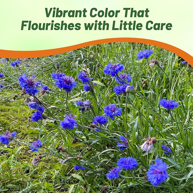 Outsidepride Blue Cornflower Seeds for Planting - 1/4 lb. Annual Bachelor's Button Flower Seeds for Cut Flower Gardens, Drought-Tolerant, Attracts Pollinators, Ideal for Borders & Bouquets