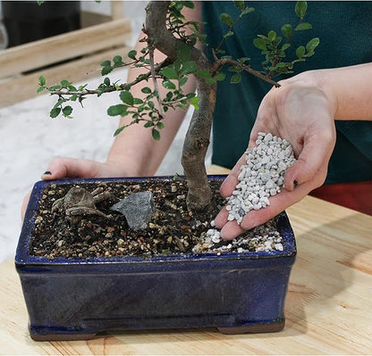 Soil Sunrise Horticultural Bonsai Pumice Soil Additive (4 Quarts) 7LB Ideal Substrate for Bonsai Trees, Cactus and Succulents
