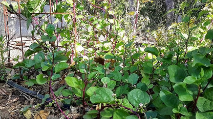 Malabar Spinach 200 Seeds Organic Red Water Spinach Seeds Non-GMO Green Perpetual Vine Leaf for Planting