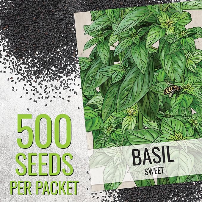 Seed Needs Genovese Basil/Thai Basil Seeds for Planting Fresh Kitchen Herbs - Non-GMO Heirloom & Untreated Annual Herb Seed to Plant a Culinary Garden Indoors or Outdoors