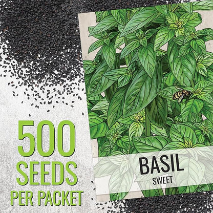 Seed Needs Genovese Basil/Thai Basil Seeds for Planting Fresh Kitchen Herbs - Non-GMO Heirloom & Untreated Annual Herb Seed to Plant a Culinary Garden Indoors or Outdoors