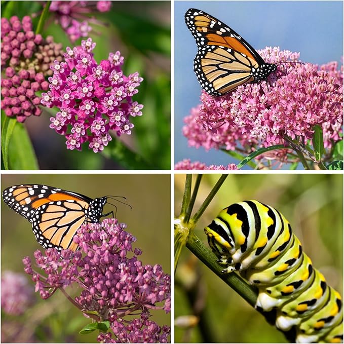 Seed Needs Milkweed Seeds for Planting Pink Swamp Asclepias incarnata - Heirloom & Untreated Perennial Flower Seed to Plant a Monarch Butterfly Garden (10 Packs)