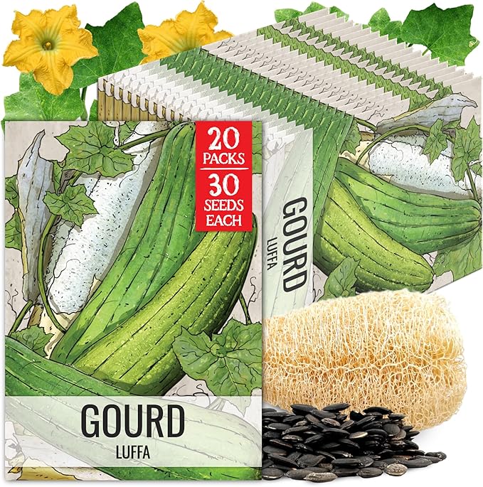 Seed Needs Luffa Seeds for Planting Loofah Sponge Gourds - Non-GMO Heirloom & Untreated Veggie Seed to Plant a Home Grown Outdoor Vegetable Garden (20 Packs)