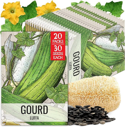 Seed Needs Luffa Seeds for Planting Loofah Sponge Gourds - Non-GMO Heirloom & Untreated Veggie Seed to Plant a Home Grown Outdoor Vegetable Garden (20 Packs)