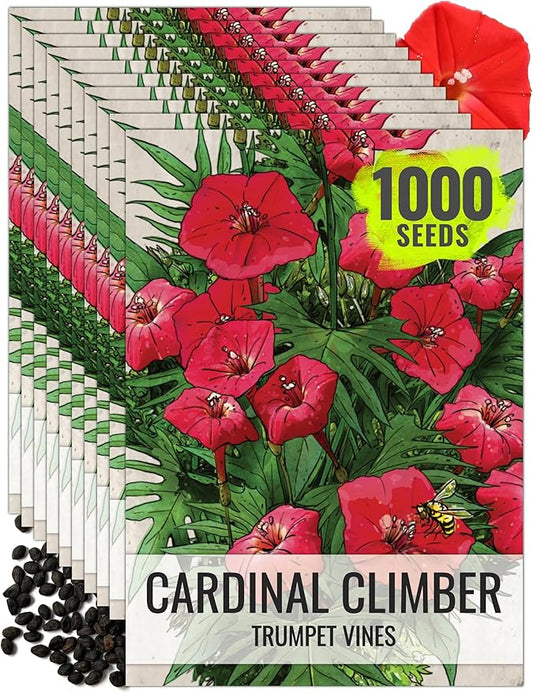 Seed Needs Cardinal Climber Seeds for Planting Ipomoea - Heirloom & Open Pollinated Climbers to Attract Pollinators and Provide Natural Privacy (10 Packs)