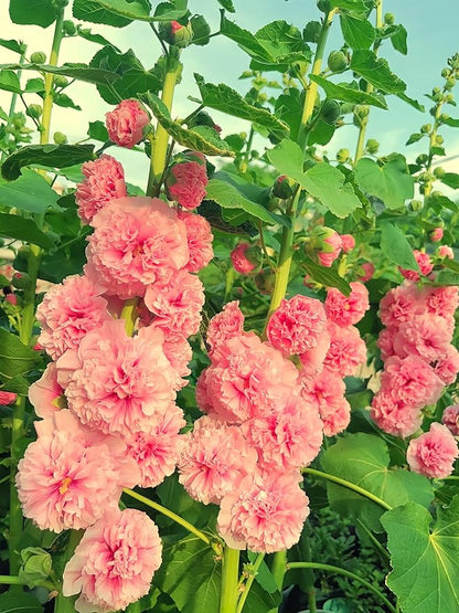 Seeds Hollyhock Double Powder-Pink 40 Seeds for Planting Biennial Flower Alcea Rosea Rose Mallow