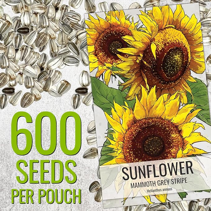 Seed Needs Sunflower Seeds to Plant 600+ Mammoth Grey Stripe Seeds | Heirloom Seed Helianthus Annuus Non GMO Large Resealable Pouch | Bulk Tall Growing Sun Flowers