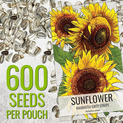 Seed Needs Sunflower Seeds to Plant 600+ Mammoth Grey Stripe Seeds | Heirloom Seed Helianthus Annuus Non GMO Large Resealable Pouch | Bulk Tall Growing Sun Flowers