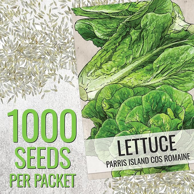 Seed Needs Romaine Lettuce Seeds for Planting Parris Island COS - Non-GMO Heirloom & Untreated Annual Cool Weather Crops - Grow a Home Grown Outdoor Vegetable Garden (5 Packs)