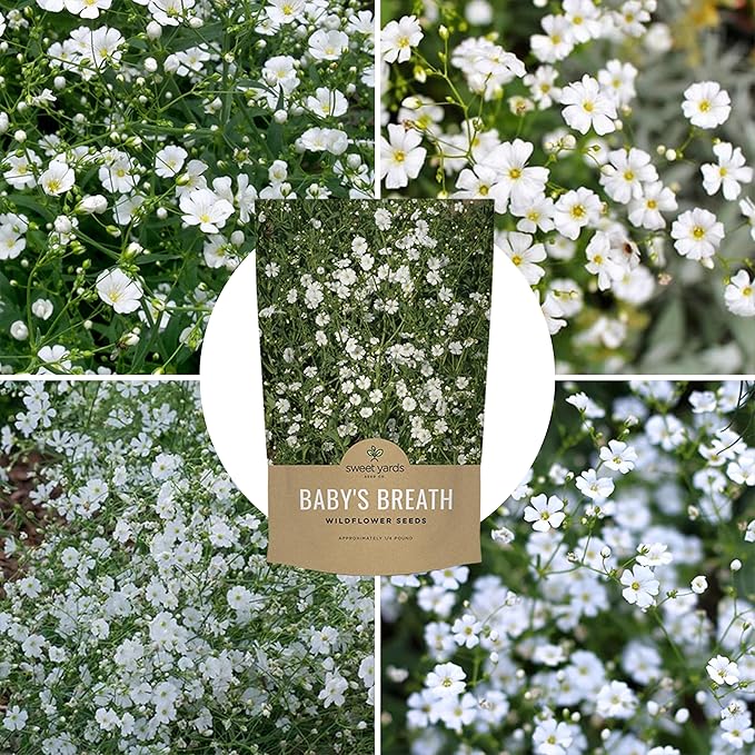 Showy Baby's Breath Seeds – Bulk Quarter Pound Bag – Over 80,000 Open Pollinated Non-GMO Wildflower Seeds – Gypsophila elegans – Quick Blooming White Flowers