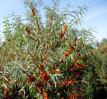 Sea Buckthorn 100 Seeds (Hippophae rhamnoides) Heirloom - Open Pollinated